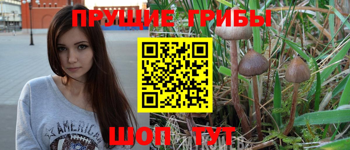 Псилоцибиновые грибы GOLDEN TEACHER Луга